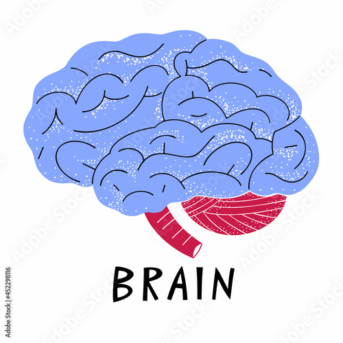 Human brain illustration. Vector medicine illustration in cartoon style. Human brains anatomy. Internal organ cute style