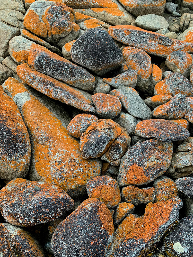 Close up of rocks covered in orange lichen. Bay of Fires, Tasmania, Australia. No people. Background. Close up of rocks covered in orange lichen. Bay of Fires, Tasmania, Australia. No people. Background.