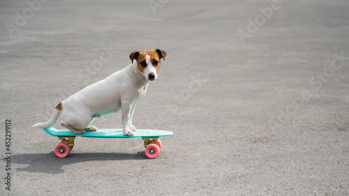 Fototapeta Naklejka Na Ścianę i Meble -  Jack russell terrier dog rides a penny board outdoors