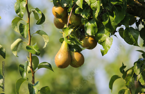 Billede på lærred Closeup of fresh ripe pears (pyrus communis abate betel) hanging in tree with gr