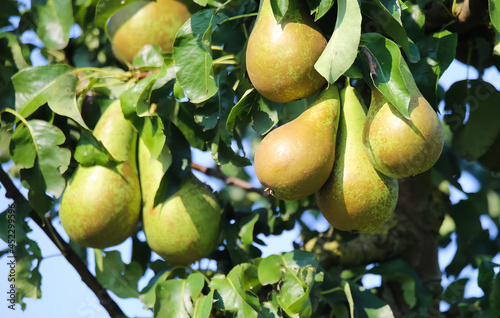 Closeup of fresh ripe pears (pyrus communis abate betel) hanging in tree with green leaves in summer photo