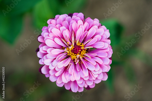 Beautiful flower zinnia dahlia flower top view
