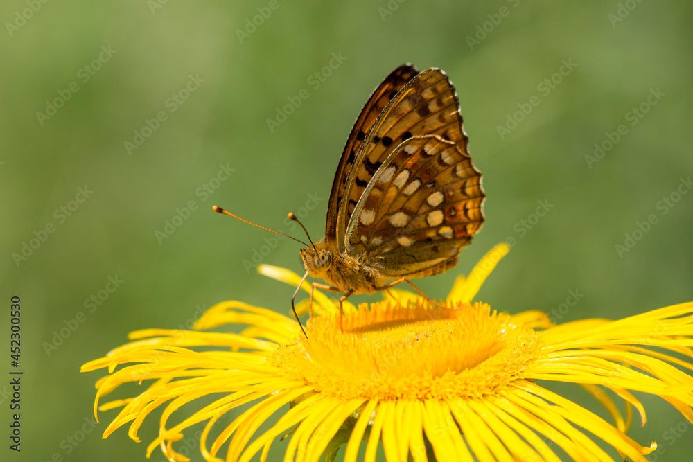 Ansicht der Flügelunterseite eines Kaisermantel auf gelber Blüte