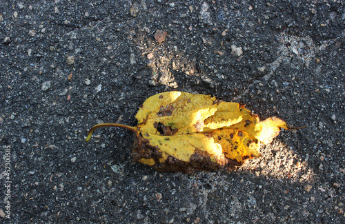 Dry yellow autumn leaf on dark asphalt