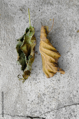 Pair of dry leaves on concrete background