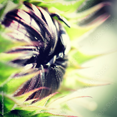 flower of a flower