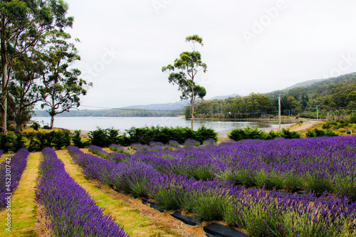 Rows of Lavender in a Lavendar Farm leading to an ocean inlet. Tasmania, Australia, no people.
