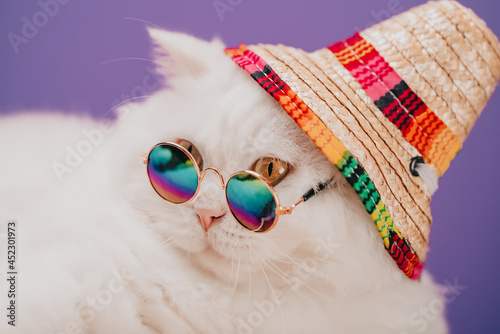 Highland straight fluffy cat with long hair and round glasses, rainbow straw hat. Fashion, style, cool animal concept. Studio portrait. White pussycat close-up on violet or purple.
