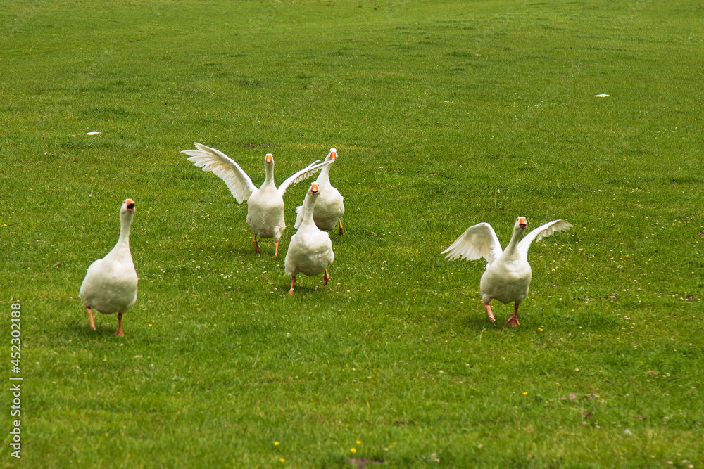 Angry geese come running with a lot of noise. Angry geese come running with a lot of noise.