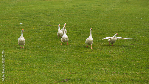 Angry geese come running with a lot of noise. © Jan van der Wolf