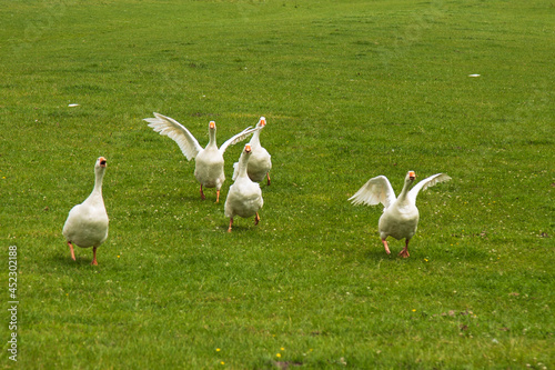 Angry geese come running with a lot of noise. © Jan van der Wolf