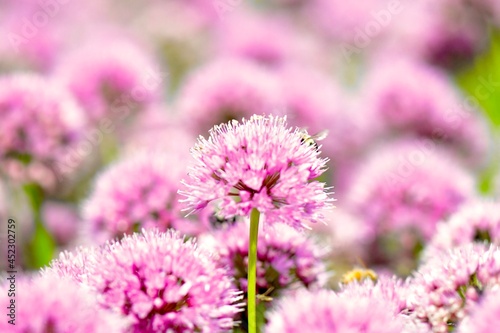 close up of a pink flower