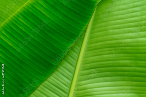 The leaves of the banana tree Textured abstract background. fresh green Leaf.