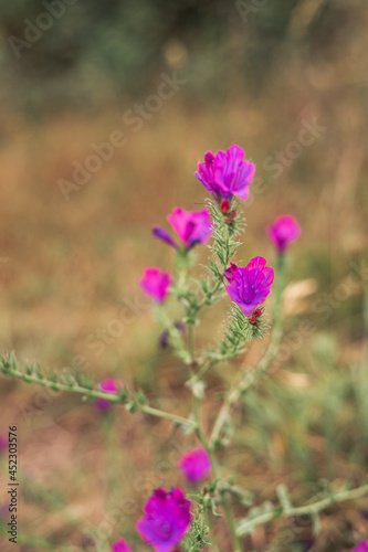 Wild purple flower with defocused background