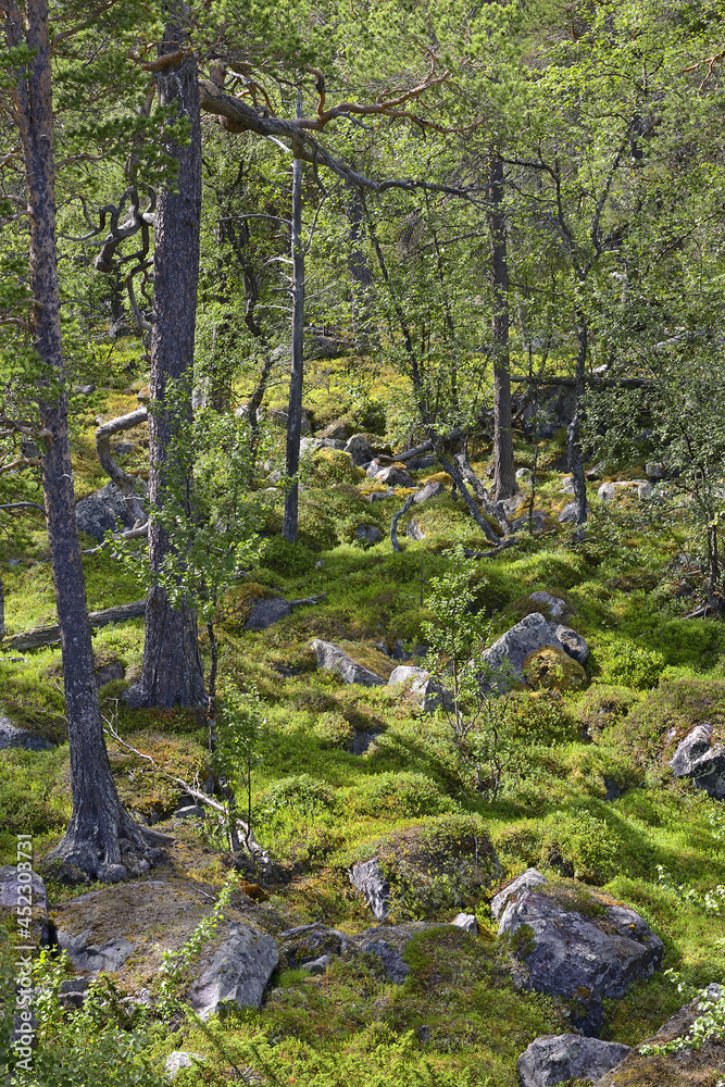 National park Stora Sjöfallet/Stuor Muorkke, Laponian Area - The Arctic ...