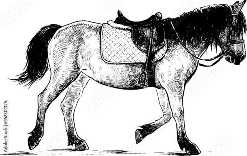 Freehand drawing of walking harnessed horse for horseback riding