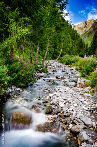 stream in the forest