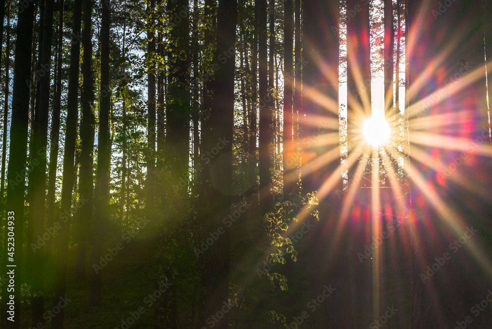 Landscape with sun and forest at sunrise. Sun rays shine through trees making colorful sunbeams.