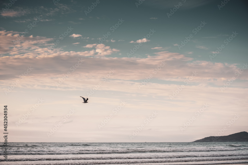 A seagull flies over the ocean on a clear day with blue sky in the background at the beach