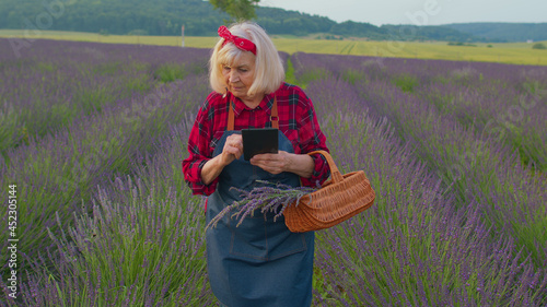 Senior farmer grandmother in organic field growing purple lavender, holding digital tablet and examining harvest. Blooming of lavender flowers meadow on sunset. Elderly woman worker. Ecoculture farm photo