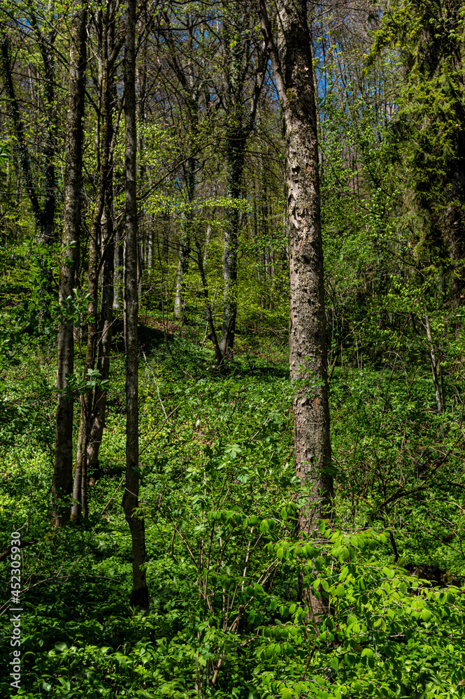 Naklejka premium Wald