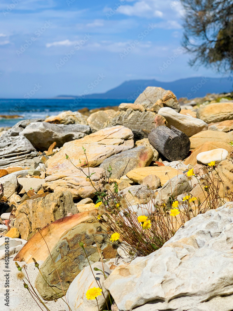 Rocky shoreline on beach, yellow flowers in amongst orange lichen covered rocks, ocean and mountains in the background. No people, space for copy.