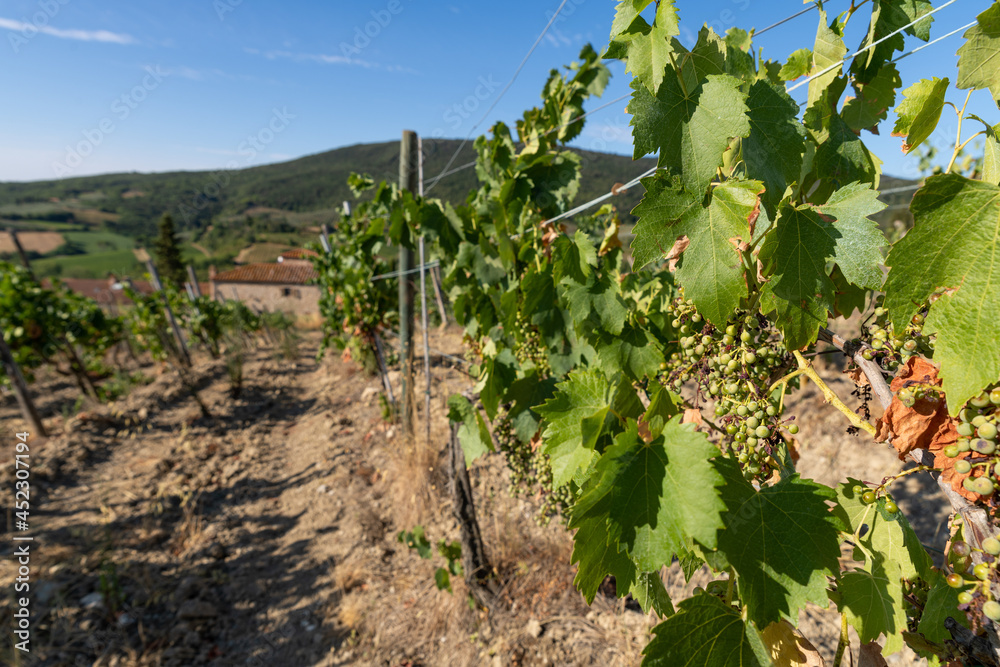 Weinstock close up auf einem Weinanbau in sonnigen Italien.