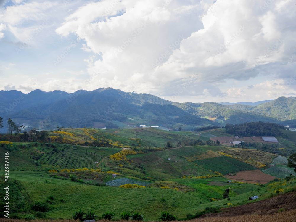 The Tree Marigold field and agriculture in the higher mountain, Mae hong son, Thailand.