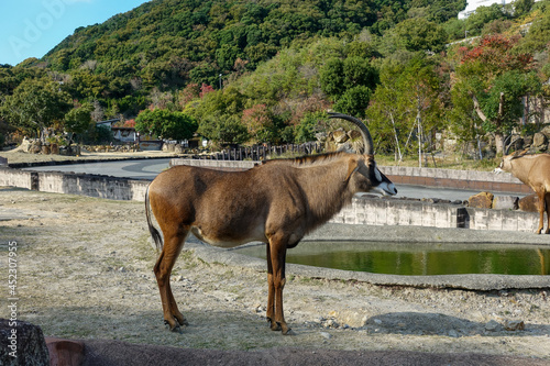 Common eland at Zoo  Adventure World in Wakayama prefecture  Japan.