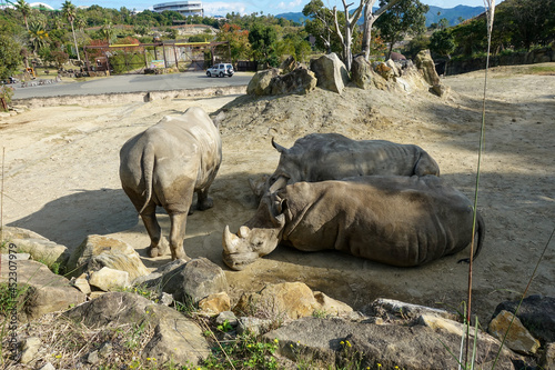 Rhino at Zoo  Adventure World in Wakayama prefecture  Japan.