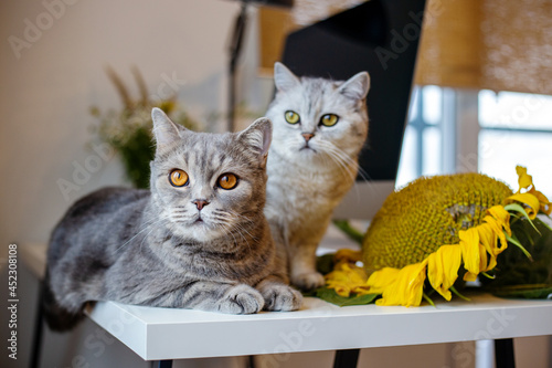 Funny fluffy cat and sunflower. Photo with an autumn mood.