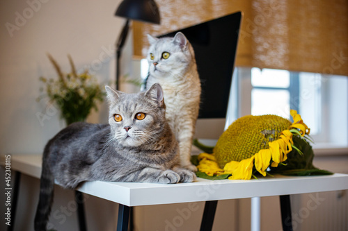 Funny fluffy cat and sunflower. Photo with an autumn mood.