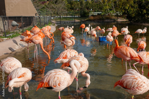 Greater flamingo at Zoo, Adventure World in Wakayama prefecture, Japan.