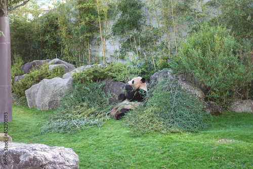 Fototapeta Naklejka Na Ścianę i Meble -  Panda at Zoo, Adventure World in Wakayama prefecture, Japan.