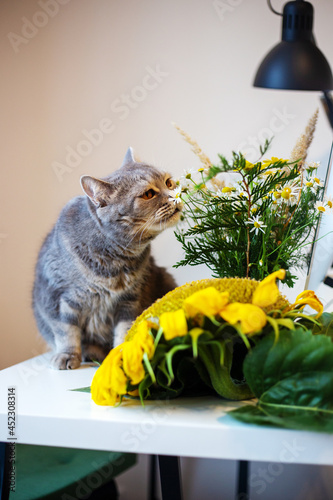 Funny fluffy cat and sunflower. Photo with an autumn mood.