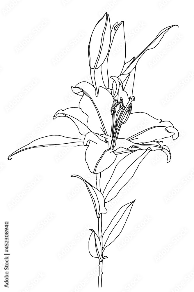 Realistic drawing of lily flower with leaves and buds, black line graphics on white background, modern digital art. Element for design. Realistic drawing of lily flower with leaves and buds, black line graphics on white background, modern digital art. Element for design.