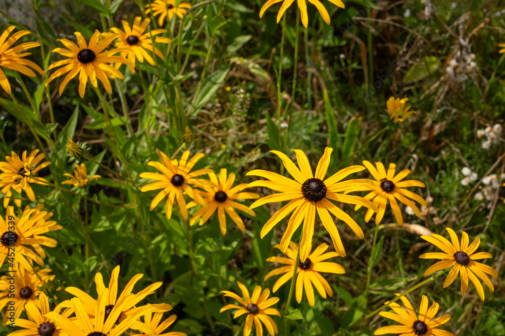 Beautiful field with colorful garden flowers. Beautiful field with colorful garden flowers.