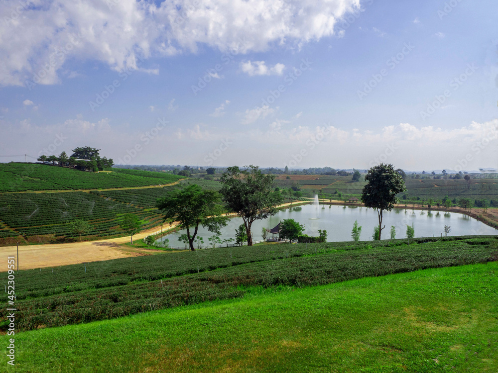 The beautiful green tea plantation, Chiang Rai, Thailand.