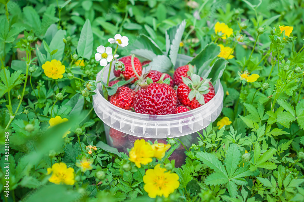 First crop of strawberries in a plastic container in nature.