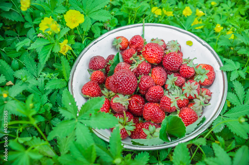 Fototapeta Naklejka Na Ścianę i Meble -  Fresh ripe strawberries in a meadow. Harvest.