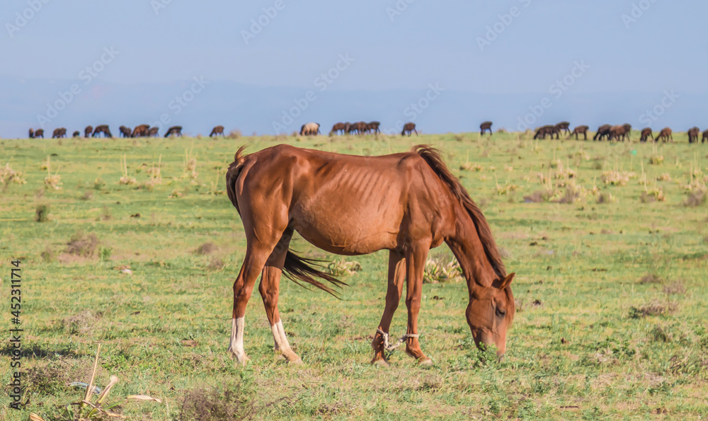 Horses graze in the foothills in windy weather. Blur.