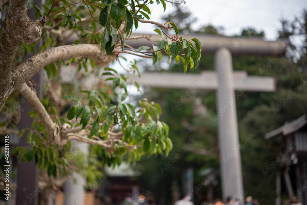 Fototapeta premium 鳥居とクロガネモチの木