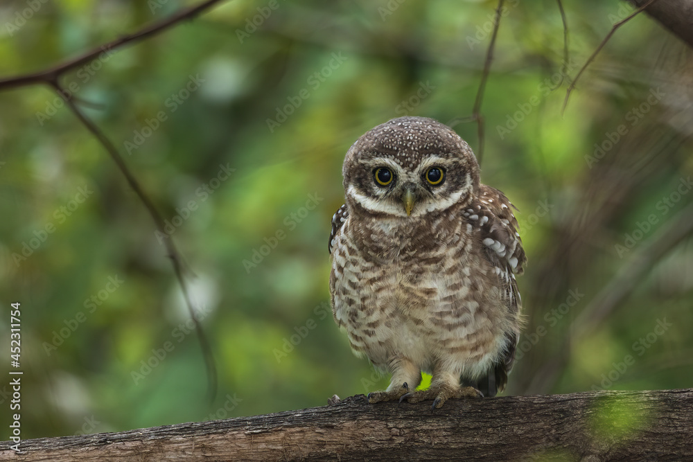 Fototapeta premium Spotted Owlet Raptor Wide Open Eyes Portrait