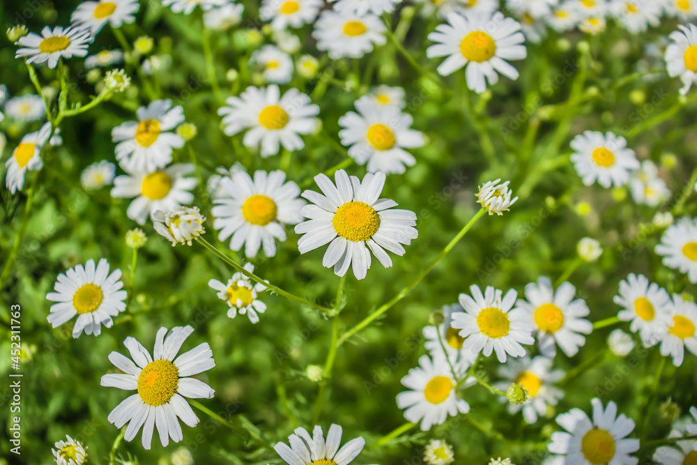 Flowering Matricaria plant in the garden in spring Flowering Matricaria plant in the garden in spring