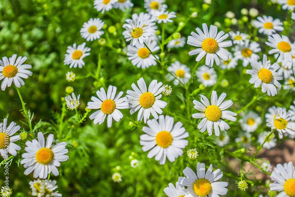 Fototapeta premium Pharmacy chamomile plant in field as background
