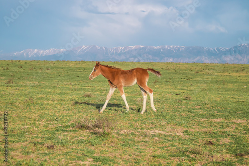 The foal grazes in the foothills. The foal is in motion. Blur.