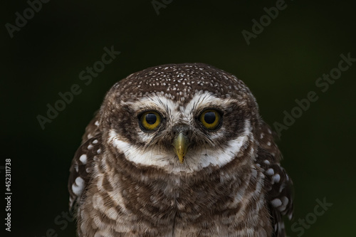 Spotted Owlet Raptor Wide Open Eyes Portrait
