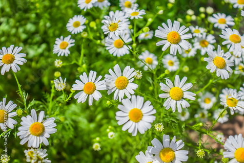 Pharmacy chamomile plant in field as background