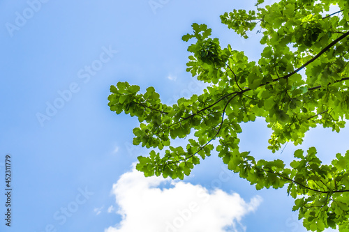 Green leaves of oak tree on a background of sky with clouds