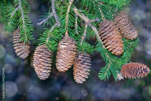 Spruce branch with cones on a blurred natural background close-up.